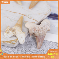 【Youer】 Megalodon Tooth Fossil Shark Teeth Marine Biology Science Teaching Specimen