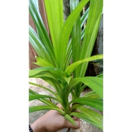 Best Fragrant PANDAN Leaves