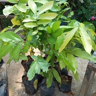 Bibit matoa cangkok