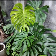 tanaman hias monstera king BIG / Monstera King