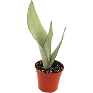 sansevieria moonshine 月光虎皮蘭 lidah jin snake plant indoor plant live houseplants pokok hidup lidah me