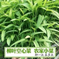 柳葉空心菜種子四季播陽臺盆栽有機蔬菜種子小葉空心菜籽