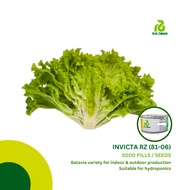 Rijk Zwaan INVICTA RZ (81-06) Lettuce Batavia Seeds (5000 pills)