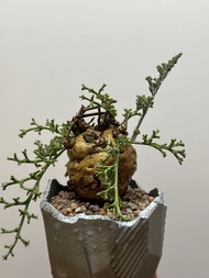沉香鹿茸洋葵 Noh N/oh 塊根 多肉植物 霸王藍 藍棘葉 象牙宮龜甲龍 龍舌蘭漆樹乳香凱撒嚴龍黑王丸孤龍丸植木鉢田口潤 kikko