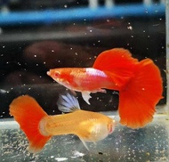 GUPPY ALBINO HB RED ROSE BREEDING PAIR (THAILAND)