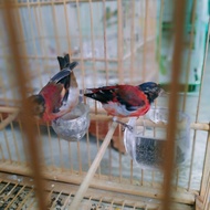Burung Red Siskin Klasik Warna Murni Genetik Burung Merah Alami Ready