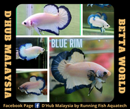 DHub HMPK Blue Rim betta / Ikan Laga HMPK Blue Rim betta
