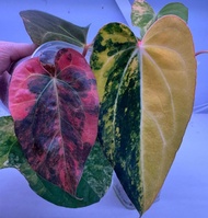 Bibit Bonggol Anthurium Variegata H049 / Kuping Gajah Hybrid Import
