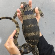 varanus salvator juve