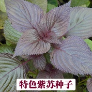 Featured Perilla Seeds Suzi Vegetables Double-Sided Purple Suzi Seeds Special Vegetables Four Season