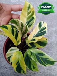 Calathea Yellow Fusion ( Live plants ) with FREE Plastic pot ( Rare Indoor and Outdoor plant and 3 S