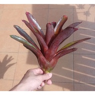 bromeliad neoregelia light violet