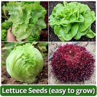 High Yield Lettuce Seeds Veggie Lettuce Salad Seeds (Italian Lettuce, Iceberg Lettuce, Butterhead Le