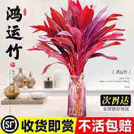 Purple Bamboo Lucky Bamboo Wealth Bamboo Potted Plant Indoor Hydroponic Plant Living Room Green Plan