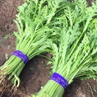 Artemisia Seeds Artemisia Seeds Seeds Vegetable Seeds Emperor Vegetables Autumn Winter Seeds Seeds V