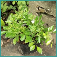➵ ◡ ╳ Kamuning plant for sale