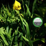 Anggrek tanah / iris (airis) kuning