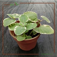 Indian Borage Variegated/ Mexican Mint/ Anak Pokok Herba Bangun Bangun Batik (LIVE PLANT)