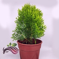 [Landscape] Flat Pine by LS Group