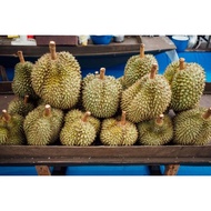 bibit durian montong thailand okulasi