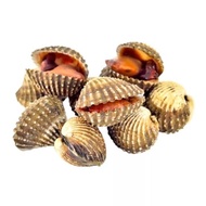 Kerang darah hidup 1/2kg seafood kerang dara segar