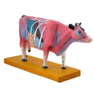 Cattle Anatomy Model for Acupuncture and Moxibustion, Animal Anatomy Model Cow Anatomy Model Organs 