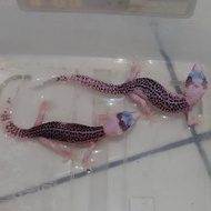 LEOPARD GECKO PIED PROVEN