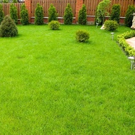 Zoysia Grass Seeds Lawn Perennial Seeds for Planting Easy to Plant and Maintain - Perfect for Garden