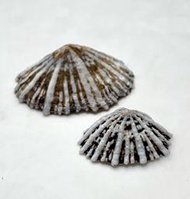 笠螺（一組兩顆） 尺寸：17.5/24.5mm