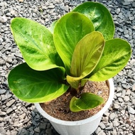 Tanaman Hias Anthurium Mangkok Cut Keke - Anthurium Jemani Cut Keke