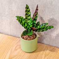 箭羽竹芋 莫蘭迪色系直紋陶盆 室內植物 觀葉植物 禮物 盆栽