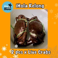 2 x Live Kelong Sri Lankan Mud Crabs (about 600g each)