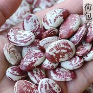 現貨  特價 小欣百貨  花豆種子荷包豆種春夏季皇帝豆腎豆老虎豆富貴豆招財豆花蕓豆菜種