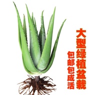 [90% Praise Rate] Beauty Salon Coruso Aloe Vera Seedlings Potted Plants Succulents Beauty Filling Sk