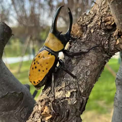 BANDA Insect Encyclopedia Gashapon Dynastes Neptunus Golden Scarab Beetle Hyper-Realistic Movable Co