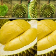 ANAK POKOK DURIAN D24 BUKIT MERAH HYBRID 2.5 Feet++ Buah Buahan Fruits Live Plant [WEST MALAYSIA ONLY]