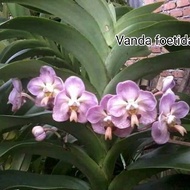 Vanda foetida anggrek
