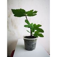 Anak pokok tin jenis Super Jumbo