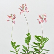 anggrek epidendrum bunga pink-anggrek epidendrum-tanaman hias hidup