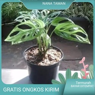 tanaman hias hidup monstera janda bolong bonus turus /pohon janda bolong