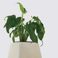 │ 方盆系列 │ 小天使蔓綠絨 - 廚浴植物 水耕盆栽 空氣淨化