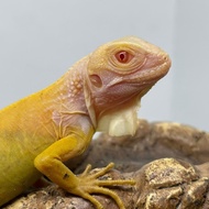 iguana candymoon double albino t+t- baby