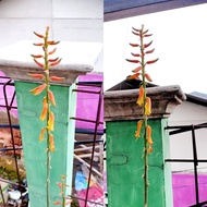 Bunga Lidah Buaya LANGKA / Kembang Lidah Buaya LANGKA
