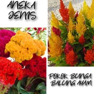 Aneka Jenis Pokok Bunga Balung Ayam