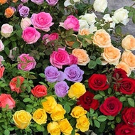 現貨 批發批發玫瑰花種子 四季開花易種活植物室內室外陽臺盆栽花卉花種籽