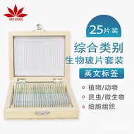 Comprehensive Slice Set Biological Specimen Red Leaf English Label Category Slice 25 Teaching Instru