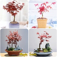 50PCS Maple Seeds Plant Seeds Mixed Variety Flower Seed for Planting Flower Seed Balcony Decoration Home Garden Decoration Air Purifying Plants Real Live Plants Ornamental Flowers Indoor and Outdoor Potted Plants for Sale Bonsai Seeds Fast Grow In SG