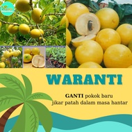 Ready Stock Di Penang-Anak pokok buah Abiu- 100% tulen- Anak pokok buah Pouteria caimito