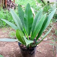 tanaman hias philodendron green linet