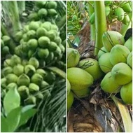 Bibit Kelapa Hijau